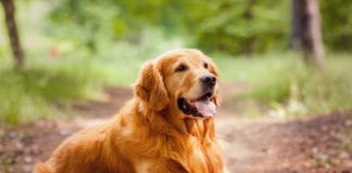Golden Retriever