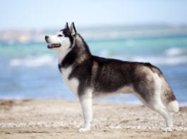 Siberian Husky