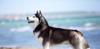Siberian Husky