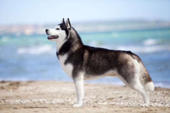 Siberian Husky Siberian Husky