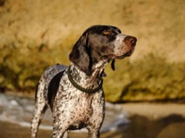 The German Shorthaired Pointer