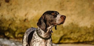 The German Shorthaired Pointer