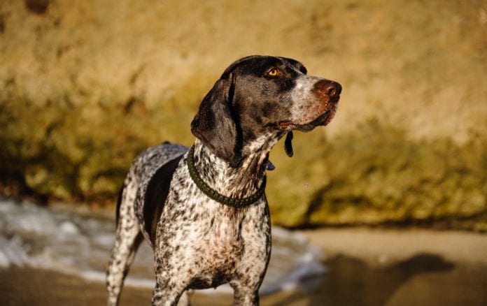 The German Shorthaired Pointer
