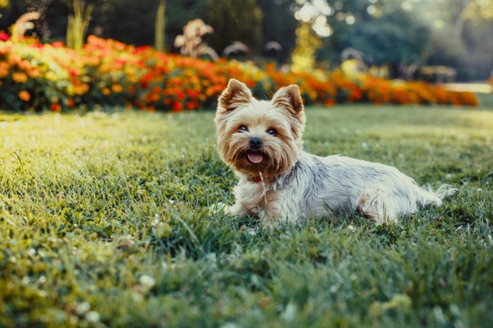 Yorkshire Terriers