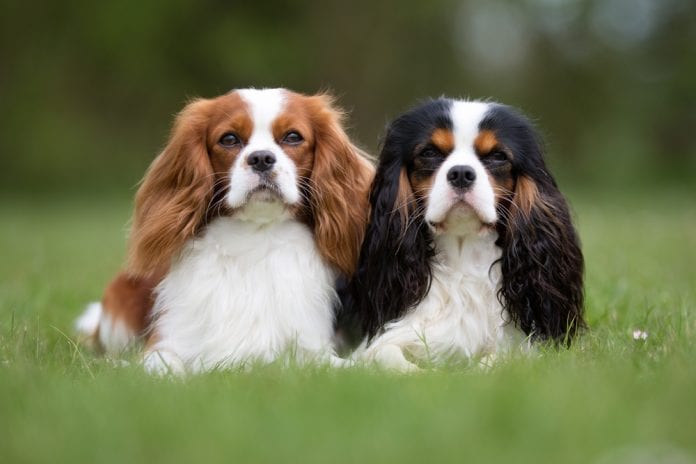 dogs