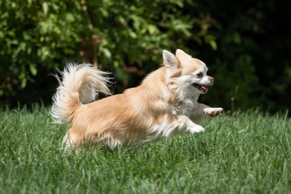 10 Things You Should Know Before Owning a Chihuahua 1 dog
