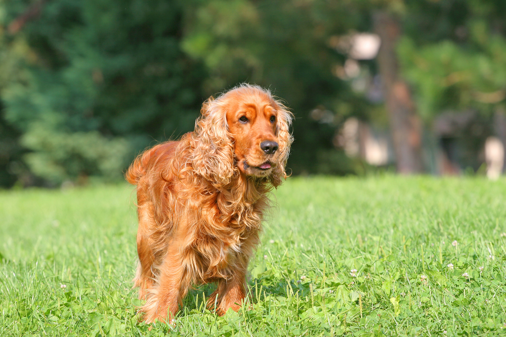 Cocker Spaniel 5