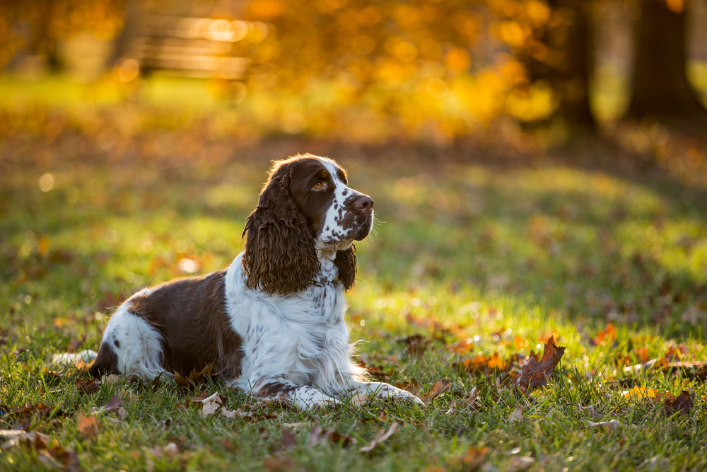 Cocker Spaniel 7