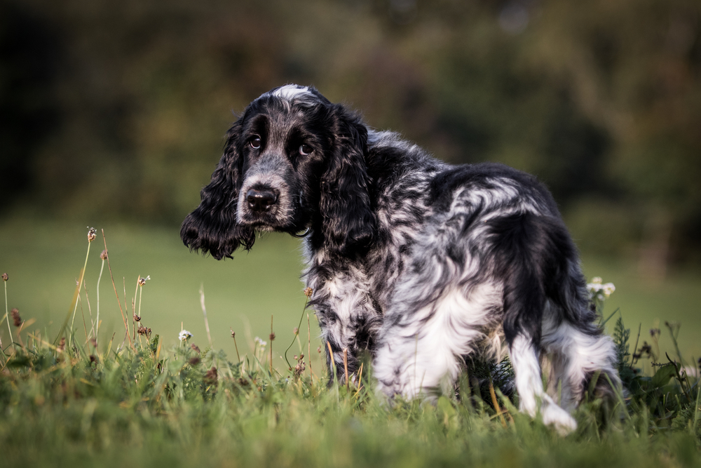 Cocker Spaniel 9