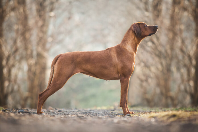 Rhodesian Ridgeback
