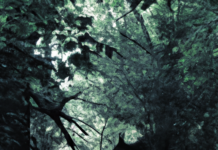 Top 10 Spookiest Forests Around The World